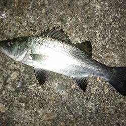 爆風のメバリング